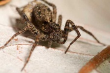 image of wolf_spider