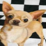 image of animal