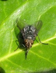 image of fly