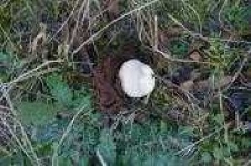 image of earthstar