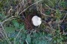 image of earthstar #8