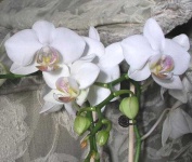 image of moon_orchid #31