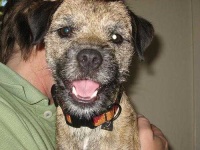 image of border_terrier #6