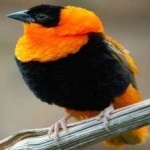 image of northern_red_bishop