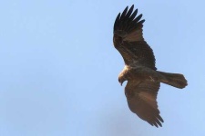 image of kite