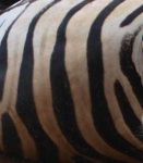 image of texture