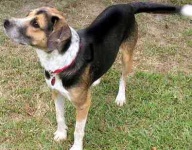 image of walker_hound