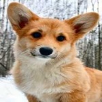 image of corgi #16