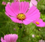 image of flower