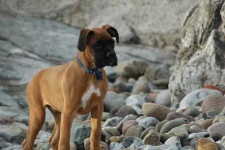 image of boxer