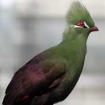 image of bird