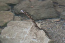 image of water_snake