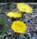 image of flower