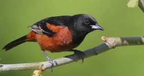 image of oriole