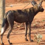 image of african_wild_dog #26