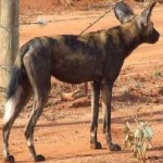 image of animal