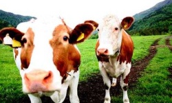 image of animal