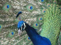 image of peacock