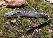 image of spotted_salamander