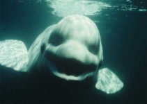 image of animal