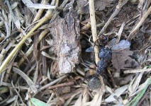 image of ant