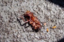 image of cockroach