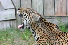 image of jaguar_car