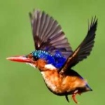 image of bird