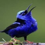 image of bird