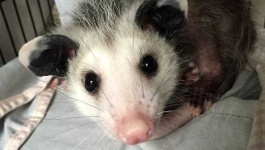 image of possum #1