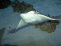 image of stingray