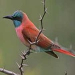 image of bird