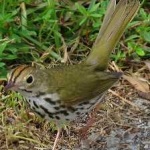 image of bird
