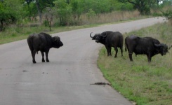 image of animal