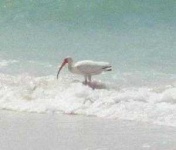 image of ibis