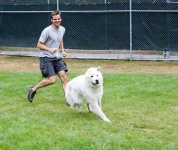 image of great_pyrenees