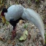 image of bulwers_pheasant #6