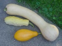 image of spaghetti_squash #27