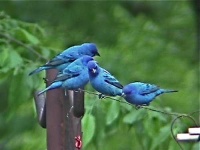 image of indigo_bunting