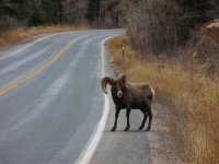 image of bighorn