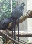 image of langur