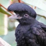 image of bird