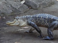 image of american_alligator