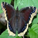image of animal