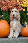 image of english_cocker_spaniel #26