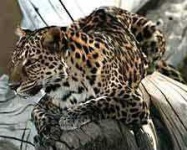 image of jaguar_car