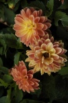 image of flower