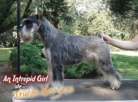 image of standard_schnauzer #12