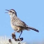 image of bird