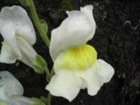 image of flower